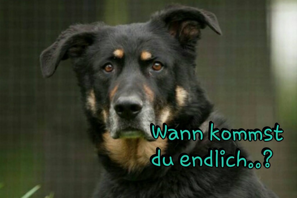 Tierheim Espelkamp Tierheim Espelkamp