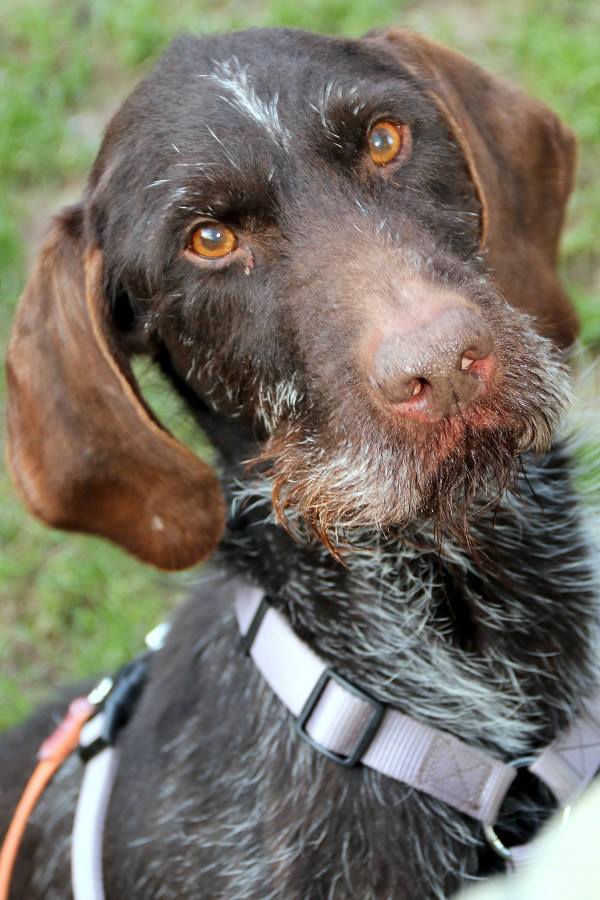 tierheim eichenhof vlotho hunde Eftam