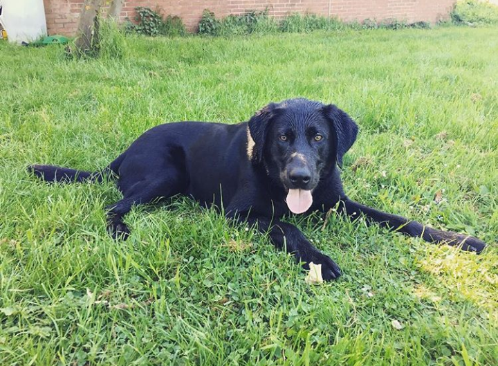 tierheim eichenhof vlotho hunde Eftam