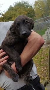 Loki